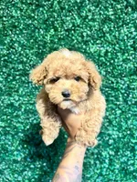 Mikey, a male Poodle - Toy  for sale in Suisun City, CA – Photo 2 of 9