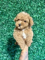 Mikey, a male Poodle - Toy  for sale in Suisun City, CA – Photo 4 of 9