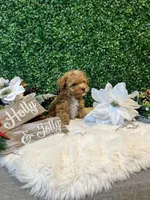 Mikey, a male Poodle - Toy  for sale in Suisun City, CA – Photo 7 of 9