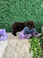 Benji, a male Cockapoo for sale in Suisun City, CA – 9 of 10