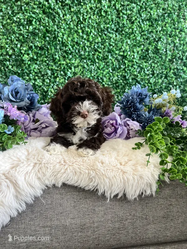 Lily – Cockapoo puppy for sale in Suisun City, CA