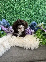 Chai, a female Cockapoo for sale in Suisun City, CA – 1 of 10