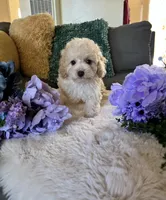 Daisy, a female Cockapoo for sale in Suisun City, CA – 3 of 9