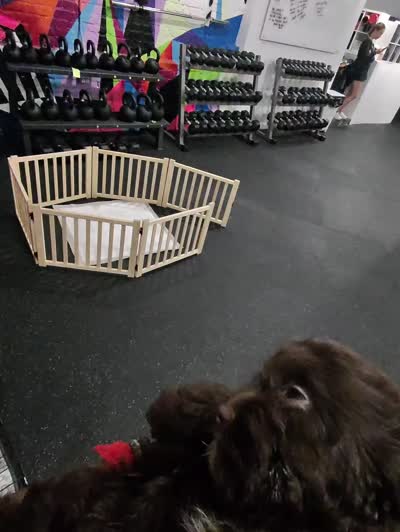Benji, a male Cockapoo for sale in Suisun City, CA – 10 of 10