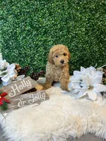 Angel, a male Poodle - Toy  for sale in Suisun City, CA – Photo 7 of 10