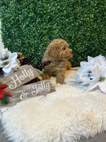 Angel, a male Poodle - Toy  for sale in Suisun City, CA – Photo 8 of 10