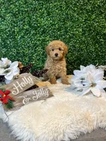 Angel, a male Poodle - Toy  for sale in Suisun City, CA – Photo 1 of 10