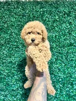 Angel, a male Poodle - Toy  for sale in Suisun City, CA – Photo 2 of 10