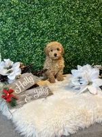 Angel, a male Poodle - Toy  for sale in Suisun City, CA – Photo 5 of 10