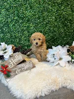 Angel, a male Poodle - Toy  for sale in Suisun City, CA – Photo 6 of 10