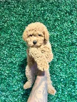 Angel, a male Poodle - Toy  for sale in Suisun City, CA – Photo 3 of 10