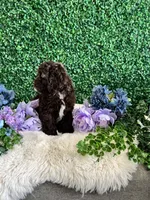 Benji, a male Cockapoo for sale in Suisun City, CA – 7 of 10