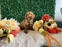 Copper, a male Cockapoo for sale in Suisun City, CA – 6 of 8