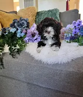 Lily, a female Cockapoo for sale in Suisun City, CA – 8 of 10