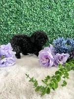 Stormie, a female Poodle - Toy  for sale in Suisun City, CA – 8 of 9
