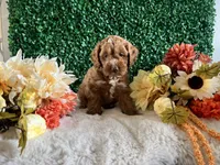 Copper, a male Cockapoo for sale in Suisun City, CA – 2 of 8
