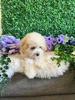 Daisy, a female Cockapoo for sale in Suisun City, CA – 6 of 9