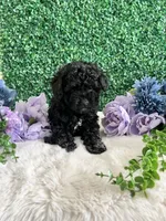 Stormie, a female Poodle - Toy  for sale in Suisun City, CA – 3 of 9