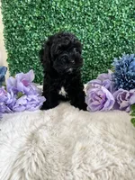 Jet, a male Cockapoo for sale in Suisun City, CA – 4 of 10