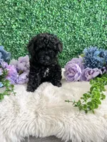 Stormie, a female Poodle - Toy  for sale in Suisun City, CA – 9 of 9