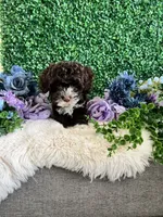 Lily, a female Cockapoo for sale in Suisun City, CA – 5 of 10