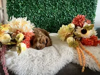 Copper, a male Cockapoo for sale in Suisun City, CA – 5 of 8