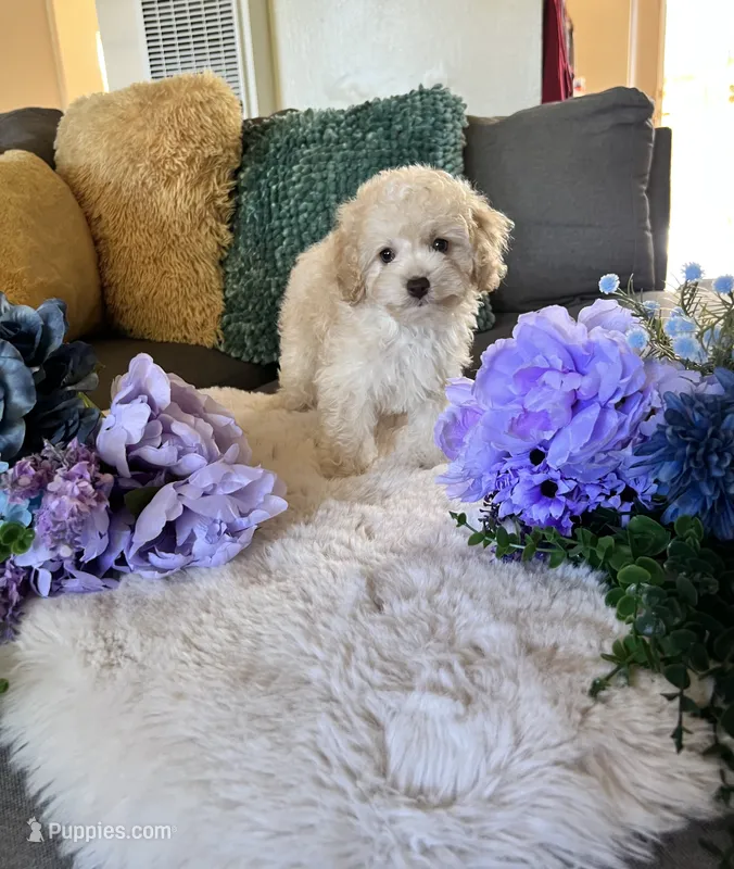 Daisy – Cockapoo puppy for sale in Suisun City, CA