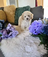 Daisy, a female Cockapoo for sale in Suisun City, CA – 1 of 9