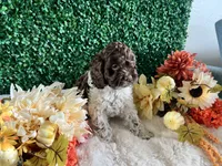 Trace, a male Cockapoo for sale in Suisun City, CA – 2 of 10