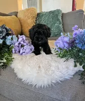 Jet, a male Cockapoo for sale in Suisun City, CA – 9 of 10