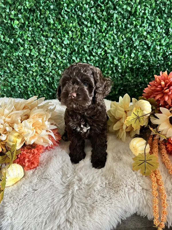 Rocky – Cockapoo puppy for sale in Suisun City, CA