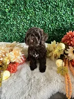 Rocky, a male Cockapoo for sale in Suisun City, CA – 1 of 7