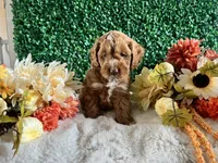 Copper, a male Cockapoo for sale in Suisun City, CA – 3 of 8