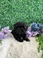 Jet, a male Cockapoo for sale in Suisun City, CA – 5 of 10