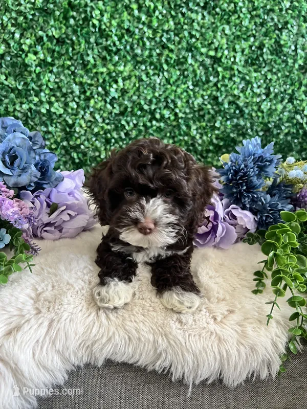 Lily – Cockapoo puppy for sale in Suisun City, CA