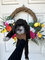 Chai, a female Cockapoo for sale in Suisun City, CA – 7 of 10