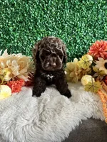 Rocky, a male Cockapoo for sale in Suisun City, CA – 7 of 7