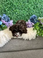 Lily, a female Cockapoo for sale in Suisun City, CA – 9 of 10
