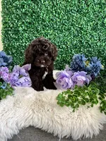 Benji, a male Cockapoo for sale in Suisun City, CA – 10 of 10