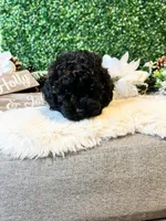 Donatello, a male Poodle - Toy  for sale in Suisun City, CA – Photo 5 of 7