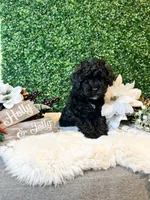 Donatello, a male Poodle - Toy  for sale in Suisun City, CA – Photo 1 of 7