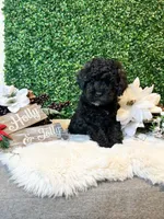 Donatello, a male Poodle - Toy  for sale in Suisun City, CA – Photo 2 of 7