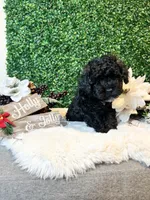 Donatello, a male Poodle - Toy  for sale in Suisun City, CA – Photo 3 of 7