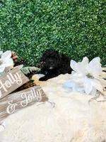 Donatello, a male Poodle - Toy  for sale in Suisun City, CA – Photo 7 of 7