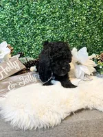 Donatello, a male Poodle - Toy  for sale in Suisun City, CA – Photo 6 of 7