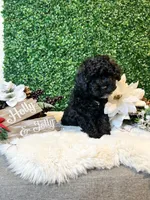 Donatello, a male Poodle - Toy  for sale in Suisun City, CA – Photo 4 of 7