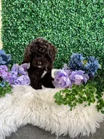 Benji, a male Cockapoo for sale in Suisun City, CA – 6 of 10