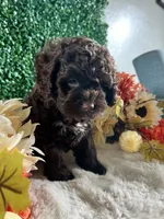 Rocky, a male Cockapoo for sale in Suisun City, CA – 5 of 7