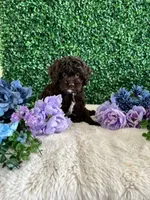 Benji, a male Cockapoo for sale in Suisun City, CA – 3 of 10