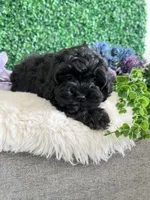 Jet, a male Cockapoo for sale in Suisun City, CA – 3 of 10